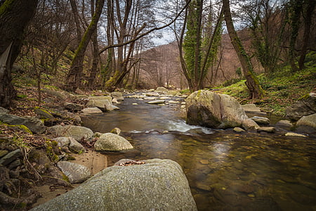 beautiful, boulders, branches, creek, environment, flow, forest