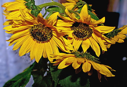 a bouquet of sunflowers, bunch of flowers, nature, flowers, bloom, plant, flower