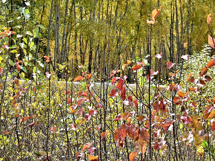 podzim, listy, barvy, Ontario, Kanada, venku