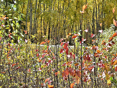 Syksy, lehdet, värit, Ontario, Kanada, ulkona
