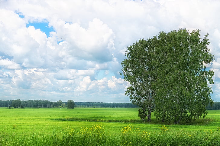 léto, pole, tráva, obloha, mrak, strom, bříza