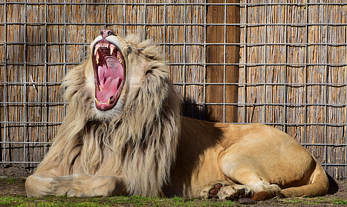 Leão, orgulho, linda, os pés, dente, Juba, predador