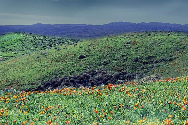field, hills, green, wild, flowers, puppy, blue