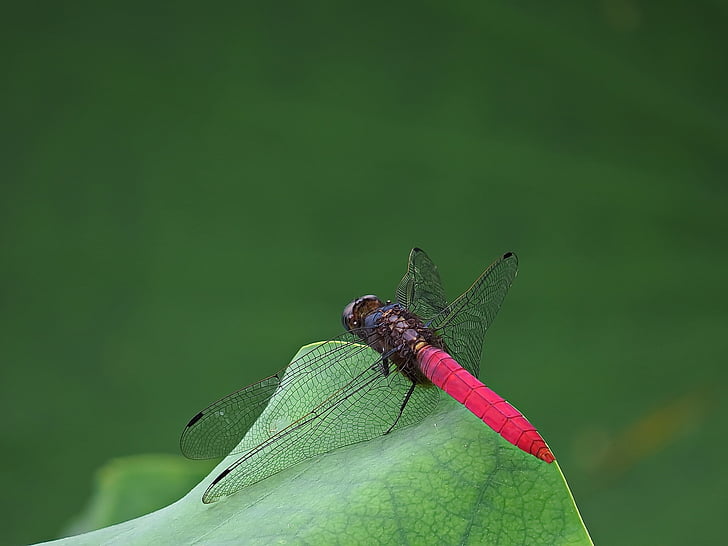 Red, Dragonfly, insectă, wingd, pulbere, după, aripi