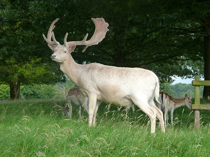 stag, animal, deer, male, wildlife, antlers, environment