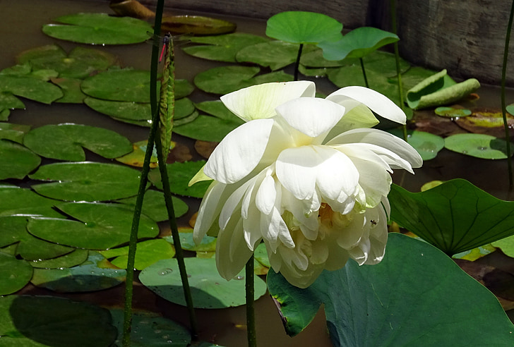 Lotus, květ, bílá, Nelumbo nucifera, indické lotus, posvátný lotos, Dharwad