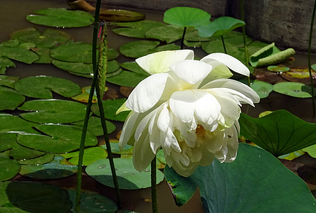 Lótus, flor, Branco, Nelumbo nucifera, Lótus indiano, Lótus sagrado, Dharwad