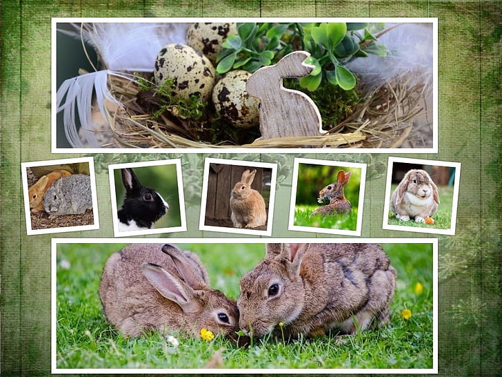 ウサギ, イースター, コラージュ, バック グラウンド, シンボル, 動物, 動物の世界