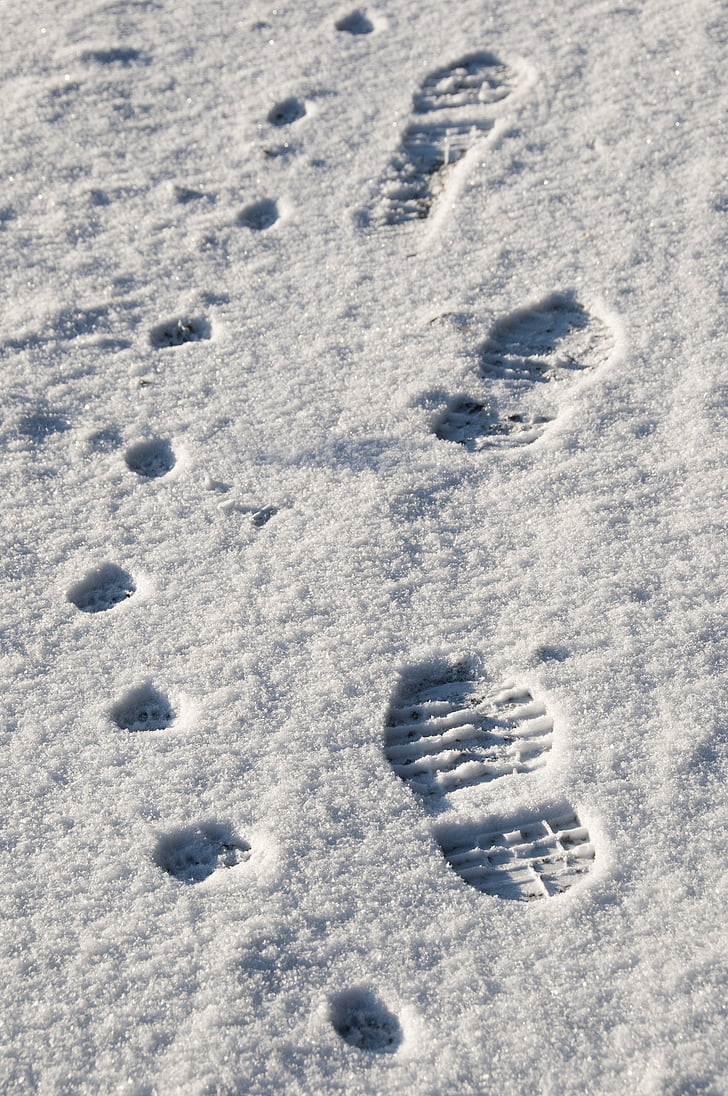 lábnyom, hó, benyomás, téli, emberi, kutya, megy