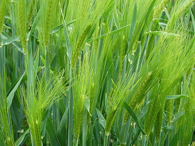 gandum, Epi, sereal, pertanian, ladang jagung, bidang, ladang-ladang gandum
