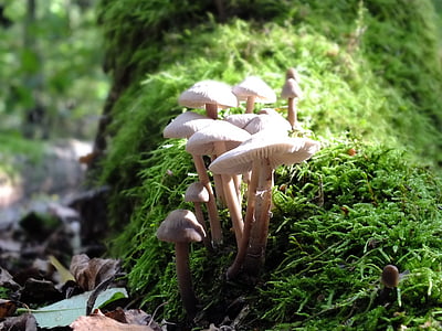 forest, mushrooms, log, moss, macro