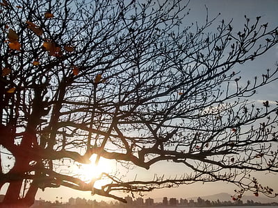 zachód słońca, silne samir, drzewo, Natura, jesień, krajobraz, Eder flávio mauro