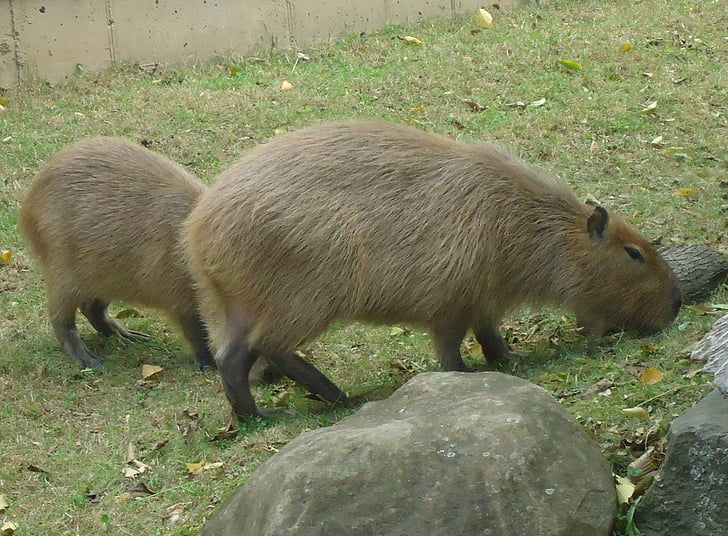 capibara, mamífer, rosegador, animal, vida silvestre, salvatge, pelatge