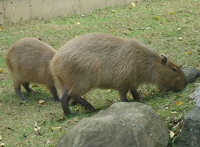capibara, zoogdier, knaagdier, dier, dieren in het wild, Wild, bont