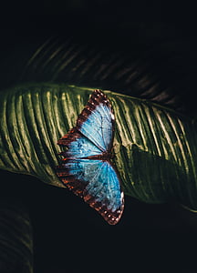 papallona, fulla, animal, insecte, blau, bonica, natura