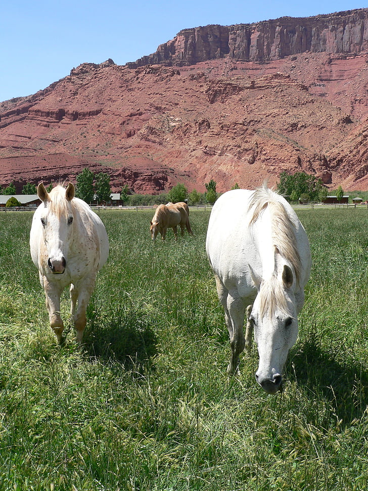 cavalls, pasturatge, Colorado, les pastures, ranxo, animal, mare