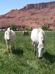 konie, wypas, Colorado, pastwiska, ranczo, zwierząt, Mare