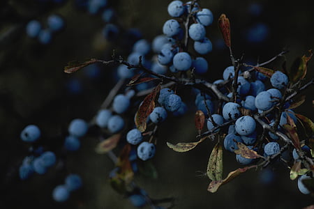 nature, plants, stem, branches, fruits, berries, blueberries