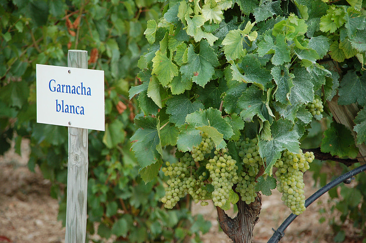 vine, wine, spain