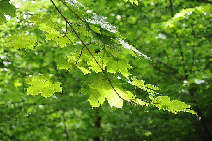 foresta, albero, natura