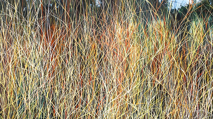 Grass, Farben, Kunst