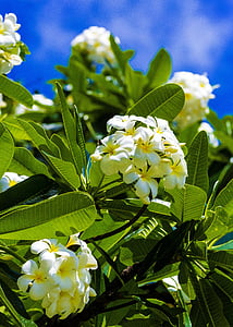 plumeria, white, flower