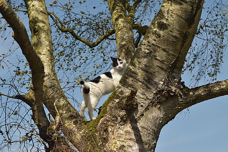 kat, klatre, træ, kat i træet, i den, spille, nysgerrig