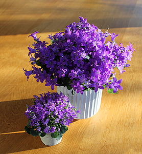 house plant, flowers, flower, plant, potted plant, purple, mother and baby plant