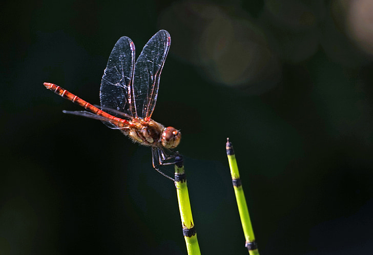 dragonfly, halm, insect, wing, transparent, flight insect, close