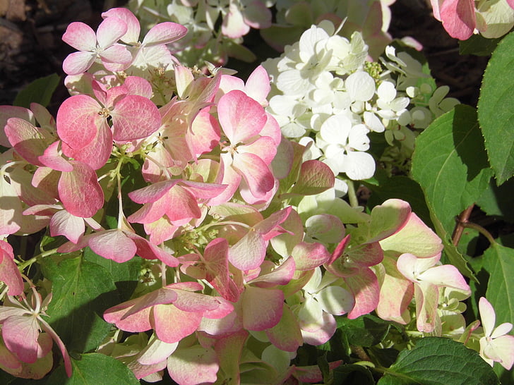hortensia, blomster, hvid pink