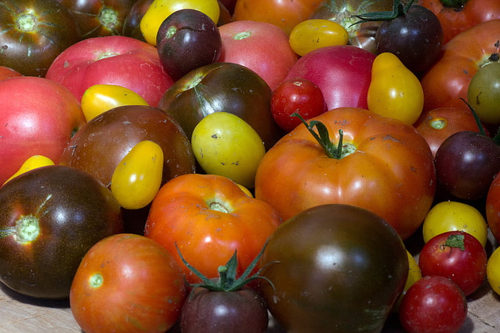 tomates, fruta, jardín, cosecha, macro, alimentos, frescura
