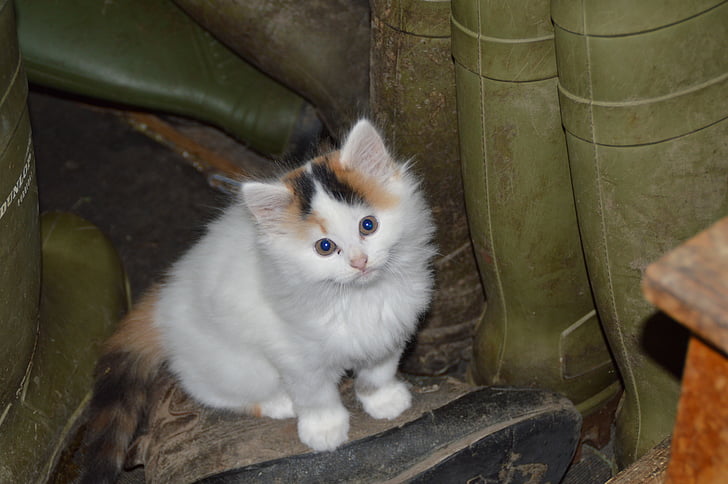 mačka, mieze, nemški longhaired kazalec, čevelj, domače mačke, bela