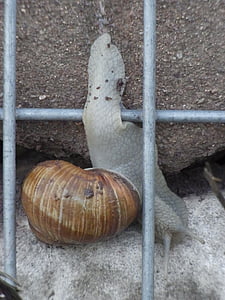 escargot, Helix pomatia, mur, mollusque, schenckenhaus, fil, animal