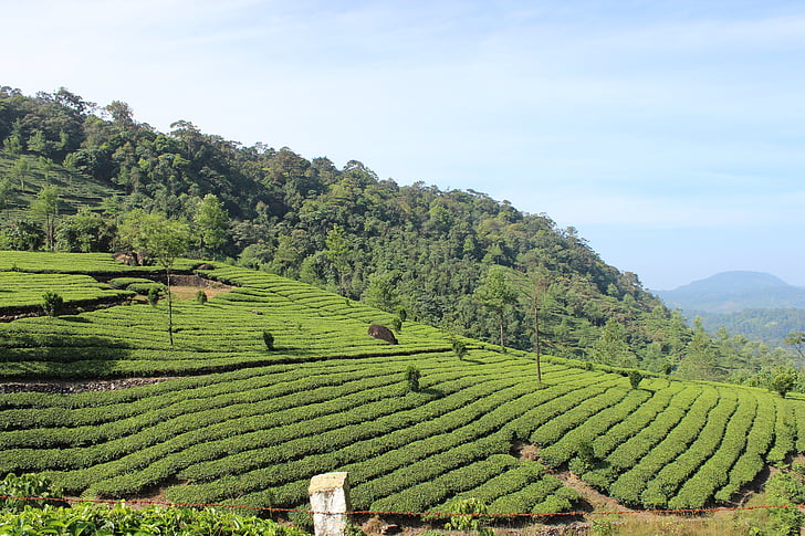te, plantage, Munnar, Kerala, turisme, Asien, grøn