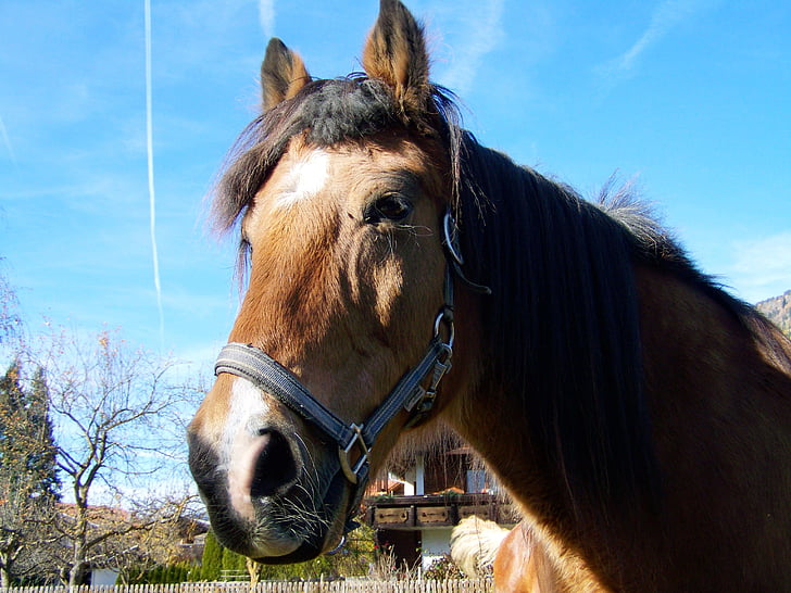 arklių portretas, rudos spalvos arklio galva, gyvūnų
