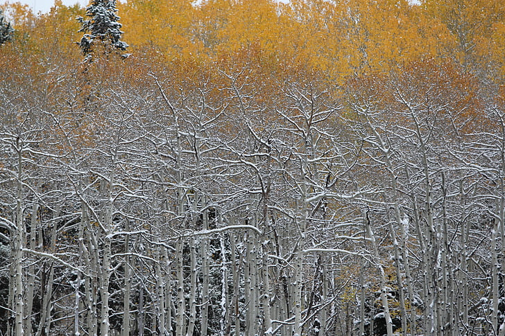 Фото, голых, деревья, Природа, Осень, Зима, дерево