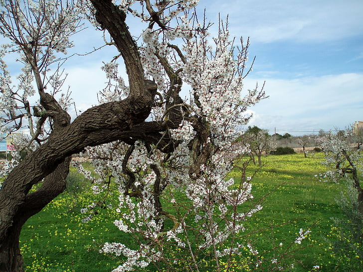almond blossom, Blossom, mekar, pohon, merah muda, musim semi, alam