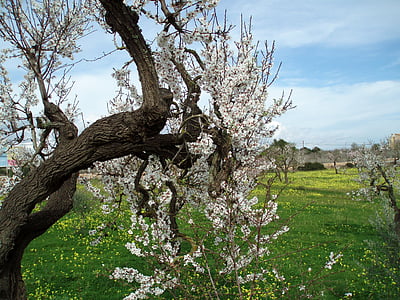 almond blossom, Blossom, mekar, pohon, merah muda, musim semi, alam