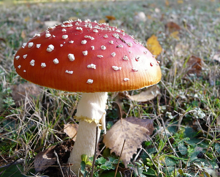 mushroom, poison, red, fungus, nature, toadstool, amanita