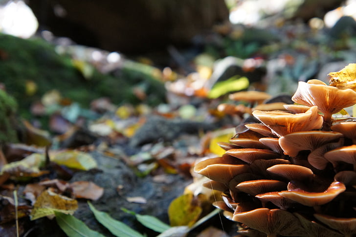 svampar, färg, hösten