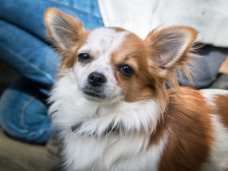 Chihuahua, cane, chiwawa, vista, occhi, sguardo, orologio