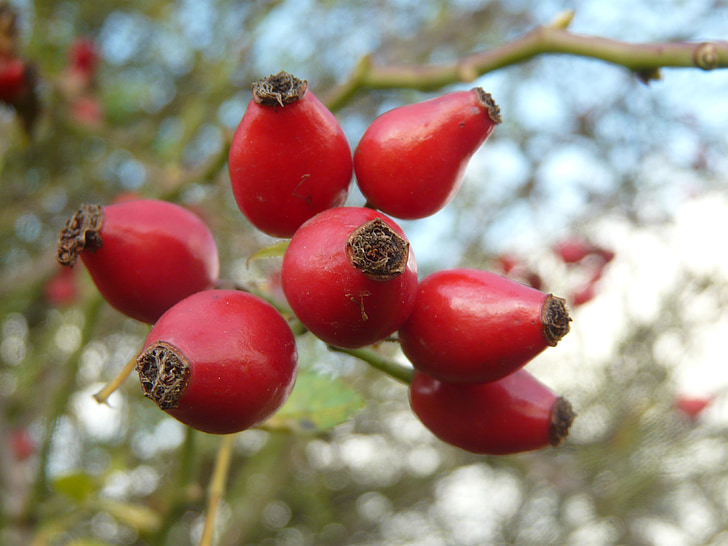 Rosa Mosqueta, fruita, natura, baies, arbust, vermell