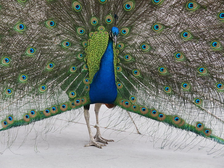 paon, paons, oiseau, bleu, plume, plumage, coloré