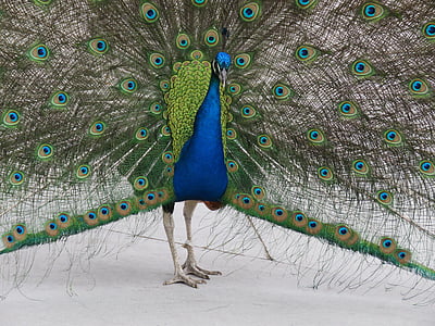 peacock, peafowl, bird, blue, feather, plumage, colorful