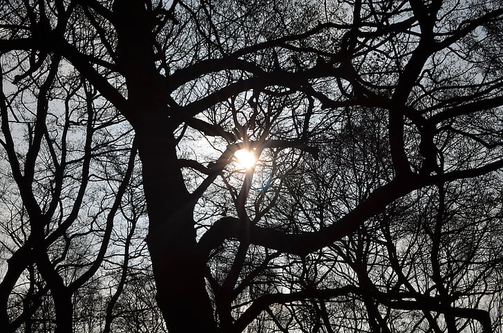 แสงแฟลร์ของเลนส์, ดวงอาทิตย์, ต้นไม้