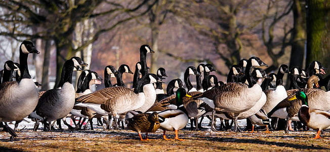 animal, goose, ducks, meeting, poultry, gander, greylag goose