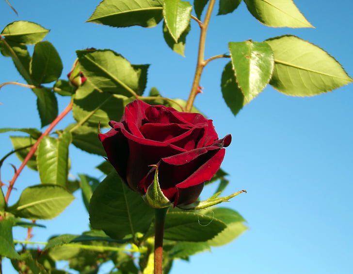 Rose, rose rouge, macro, fermer, rouge, belle, jardin