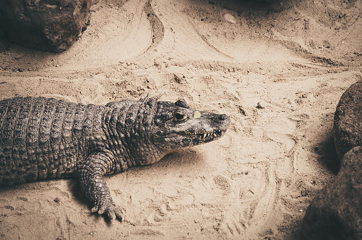 crocodile, look, sand, stone, watch, curious