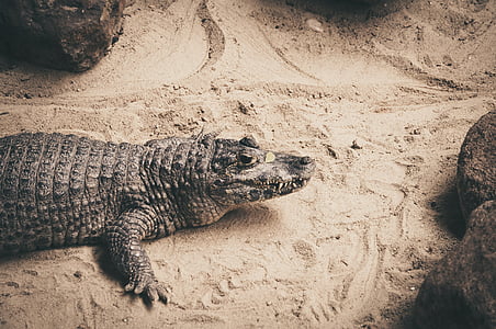 crocodilo, Olha, areia, pedra, relógio, curioso