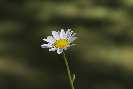 lilled, Daisy, Aed, lill, ebakindluse, kroonleht, loodus